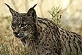 Lince ibérico, en peligro de extinción