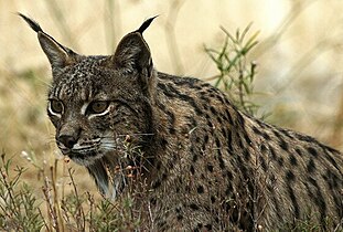 Iberisk gaupe (Lynx pardinus)