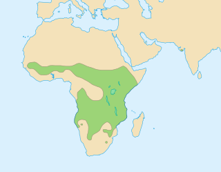 Répartion des lions dans le monde