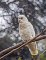 * Nomination Little corella (Cacatua sanguinea gymnopis) --Charlesjsharp 09:10, 8 February 2024 (UTC) Support Good qualityAnna.Massini 13:58, 8 February 2024 (UTC)Anna.MassiniAnna.Massini 13:58, 8 February 2024 (UTC) * Promotion