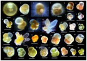 30 eghen a foraminifera