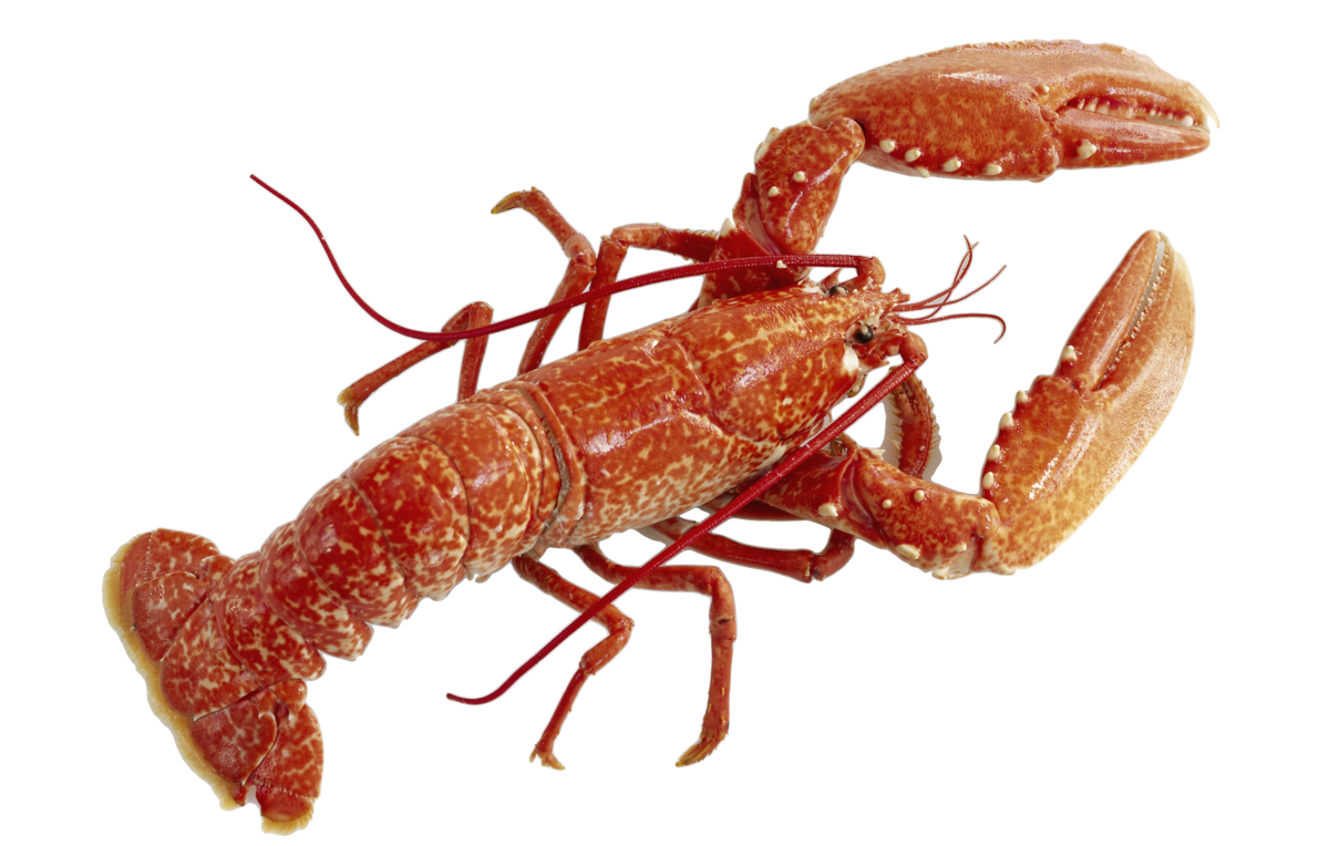 Картинка рак. Red Lobster. Ракообразные на белом фоне. Лангуст на белом фоне. Лобстеры на белом фоне.