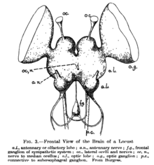 Locust brain LocustBrain.png