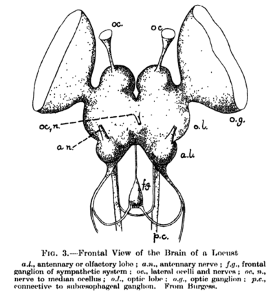 Supraesophageal ganglion