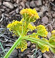 Lomatium quintuplex iNat-160678069.jpg