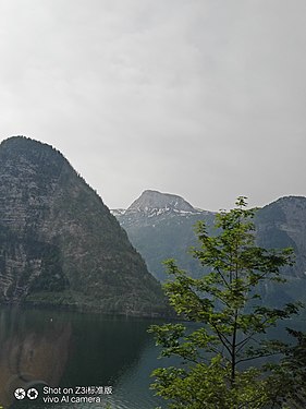 Lone Tree with Alps Mountain-lake