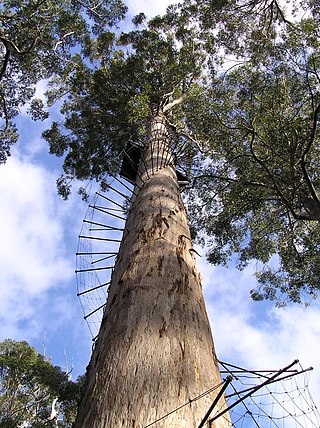 <span class="mw-page-title-main">Dave Evans Bicentennial Tree</span>