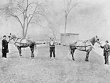 Image result for louis cyr horses