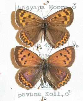 Lycaena pavana