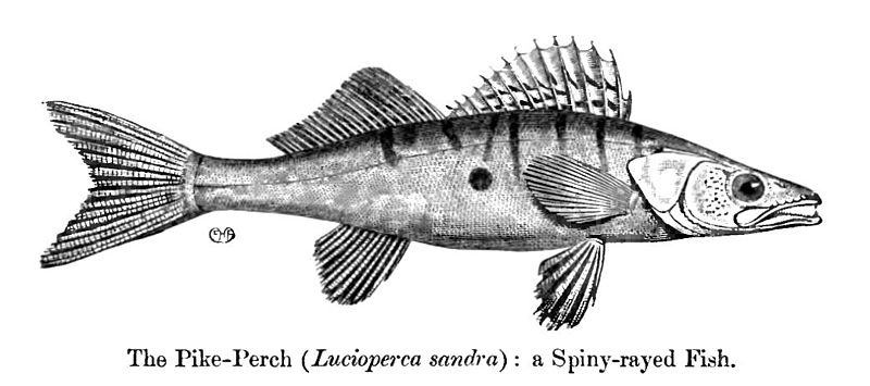 File:LuciopercaSandra.jpg