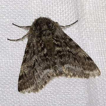 Lycia (moth)