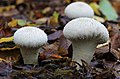 Common puffball (Lycoperdon perlatum) has a glebal hymenium; the interior is white when it is young, but as it matures, the interior becomes brown containing spores
