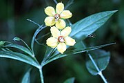 Lysimachia lanceolata, or lanceleaf loosestrife