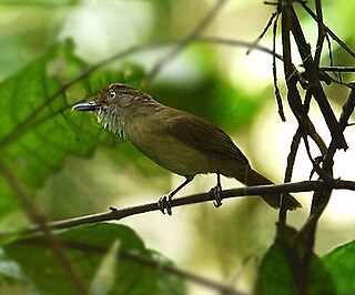 <i>Malacopteron</i> Genus of birds