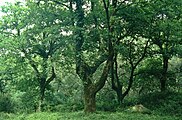 Korkeichen im Parque Natural Los Alcornocales