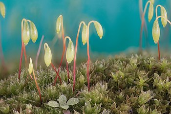 moss sporophyte