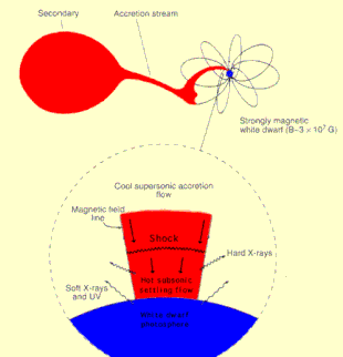 Polar variables are magnetic white dwarfs accreting material from a low mass donor, with no accretion disk due to the intense magnetic field Magnetic cv.gif