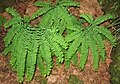 Western maidenhair fern