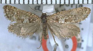 <i>Mallobathra aphrosticha</i> Species of moth