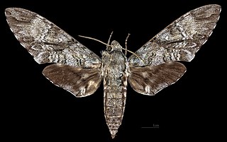 <i>Manduca barnesi</i> Species of moth