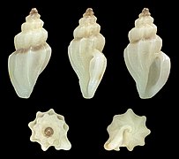 Mangelia vauquelini, shell