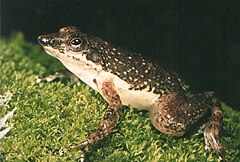 Description de l'image Mantidactylus majori02.jpg.