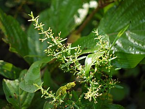 Many-flowered Ammannia (3997498057).jpg