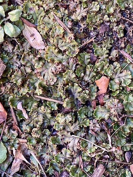 File:Marchantia polymorpha 179886506.jpg