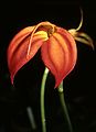 Masdevallia ignea flower