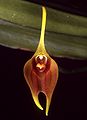 Masdevallia vargasii Orchi 072.jpg