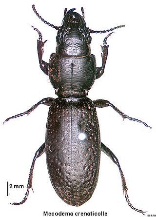 <i>Mecodema crenaticolle</i> Species of insect