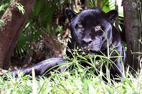 File:Melanistic panthera onca.jpg