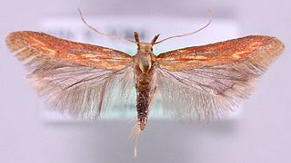 <i>Metzneria aprilella</i> Species of moth