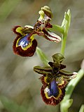 Miniatuur voor Ophrys speculum