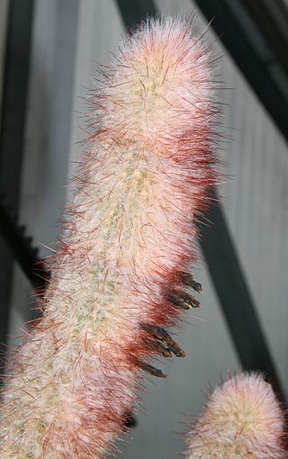 <i>Micranthocereus violaciflorus</i> Species of cactus