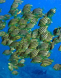 A school of Microcanthus strigatus Microcanthus strigatus.jpg