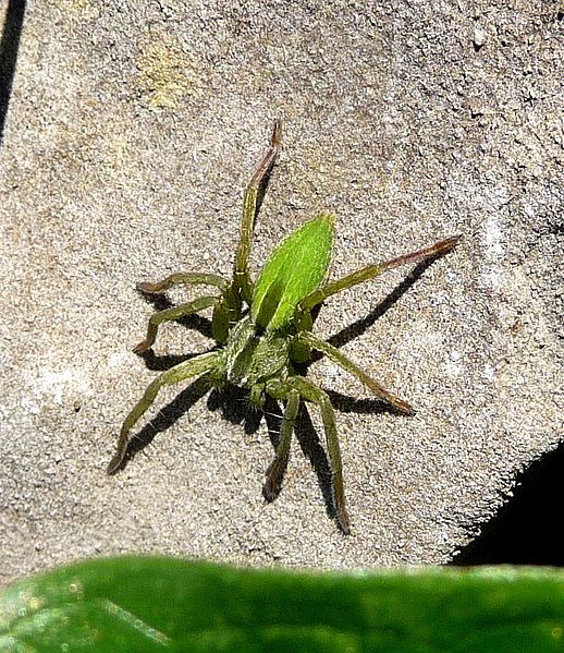 File:Micrommata virescens - Flickr - gailhampshire.jpg