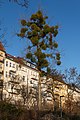 Mistelbaum an der Schöneberger Schleife.jpg