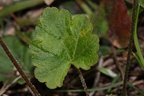 Mitella trifida