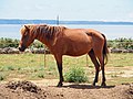 Vignette pour Miyako (cheval)