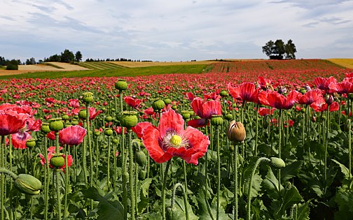 Titelbild Mohnfeld bei Waldenstein (Bezirk Gmünd, NÖ) Foto: Duke of W4