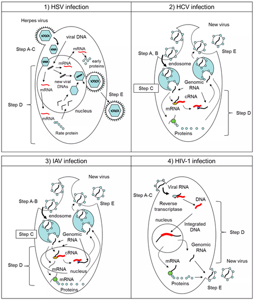 File:Molecules-23-02475-g003.webp