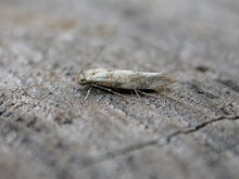 Mompha epilobiella.jpg