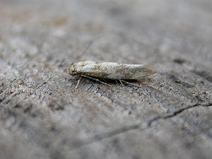 Mompha epilobiella