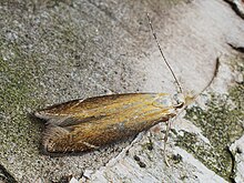 Monochroa cytisella (43837750372).jpg