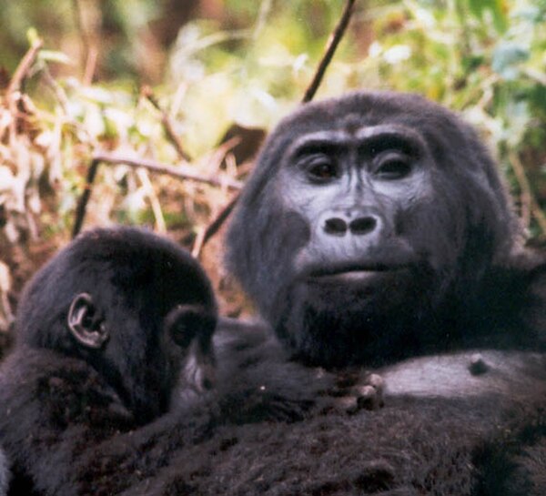 Mountain gorilla breastfeeding an infant