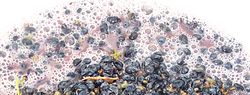 Thumbnail for Fermentation in winemaking