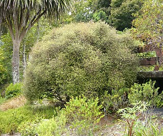 <i>Muehlenbeckia astonii</i> species of plant