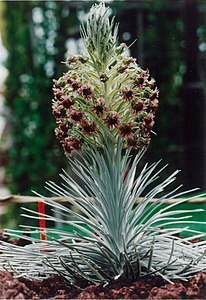 Silversword(Expo90 Hawaii Garden)