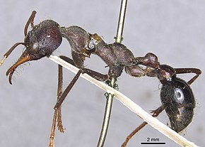 Billedbeskrivelse Myrmecia simillima 19022013 casent0902788 p 1 high.jpg.